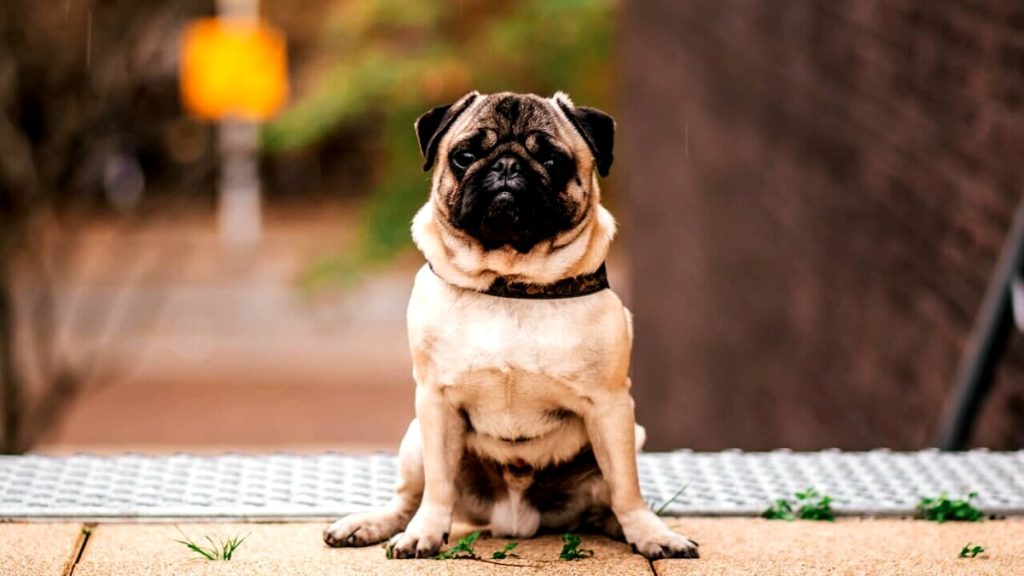 Decodificare il comportamento del tuo cane: perché il mio cane si siede durante le passeggiate?