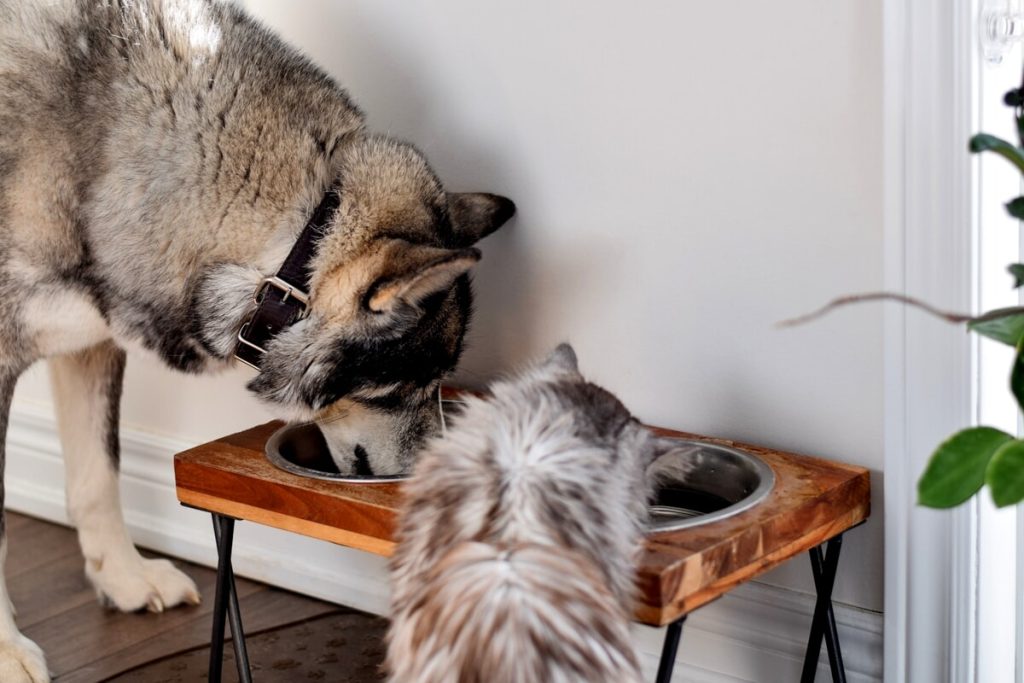 Ogni quanto e come lavare le ciotole di cani e di gatti? Tutti i consigli