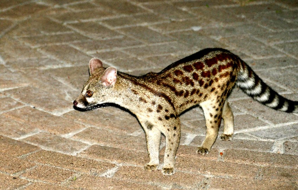 Cos’è la genetta: tutto quello che bisogna conoscere su questa specie selvatica
