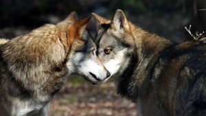 Emergenza lupi, raffica di predazioni sull'Altopiano