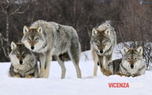 Emergenza lupi, un’altra predazione sull’Altopiano: uccisa una manza