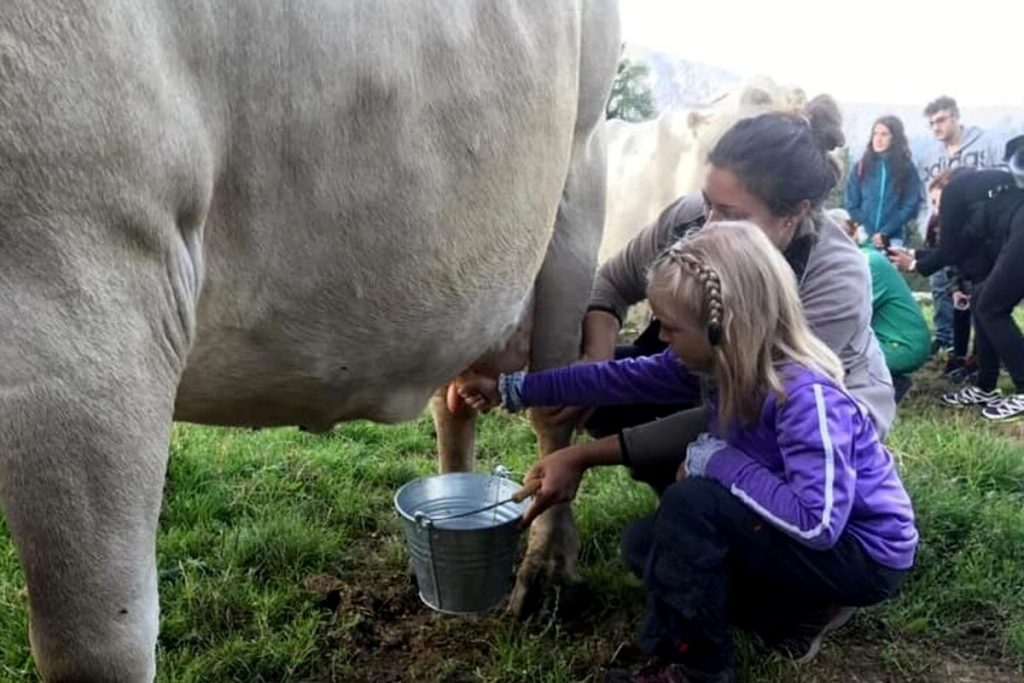 Esperienze in malga: prova di mungitura e cena
