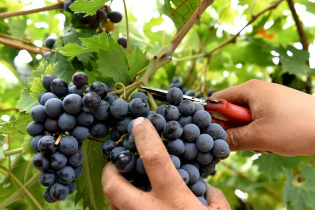 Vendemmia 2024, inizio subito dopo Ferragosto