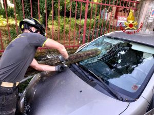 Cade un grosso albero e sdradica un palo del telefono che plana sul parabrezza di un'auto