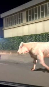 Toro in fuga dall'A4, sedato e catturato (VIDEO)