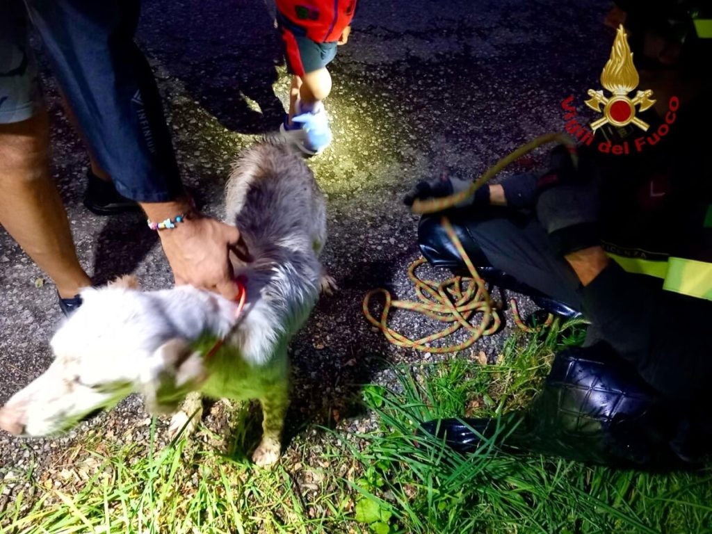 Cane si allontana, avvistato nel torrente tre giorni dopo: salvato dai pompieri