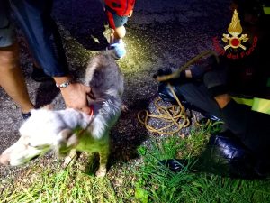 Cane si allontana, avvistato nel torrente tre giorni dopo: salvato dai pompieri