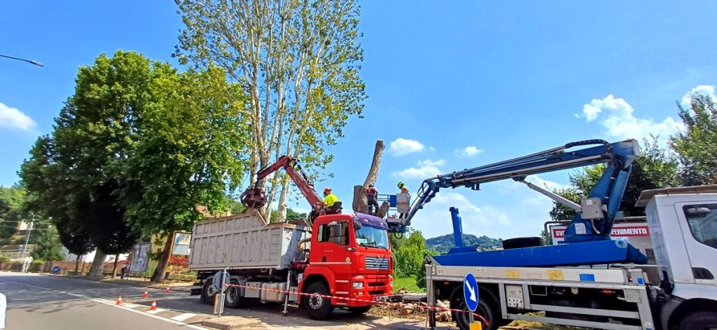 Tagliati alcuni platani in via Maganza, erano malati di "cancro"