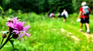 Escursione a Cima Campanella nella zona sacra dell'Ortigara