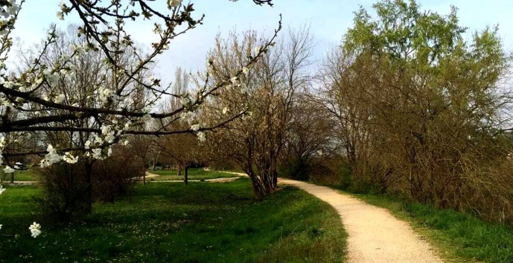 Appello per salvare gli alberi: “Servono volontari per innaffiarli”