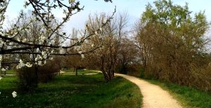 Appello per salvare gli alberi: “Servono volontari per innaffiarli”