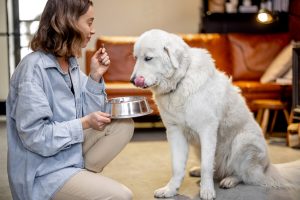 Cani e alimentazione: quali sono i cibi tossici e quelli non pericolosi per Fido