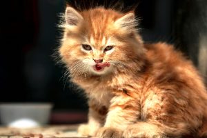 Cibi tossici per i gatti: quali sono e come evitarli