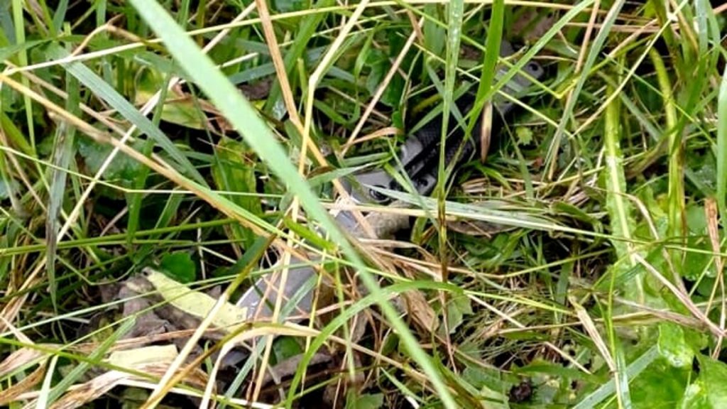 Mamma e figlio tenuti in ostaggio, recuperata a Valbrenta l'arma usata dal sequestratore
