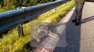 Lupo travolto da un automobilista a Foza: "Mentre a Rubbio un altro esemplare è in cerca di prede in un’azienda agricola del posto"