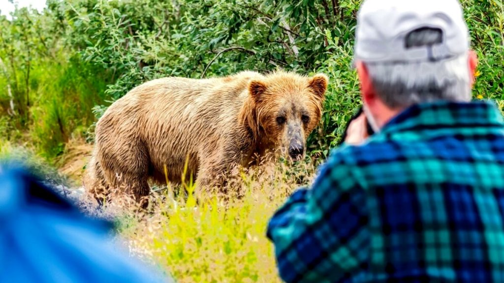 Orso, cosa fare se ce lo troviamo davanti