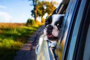 In viaggio con il cane: i consigli degli esperti per le vacanze