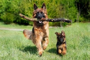 Cane morso da zecca, cosa fare e come rimuoverla
