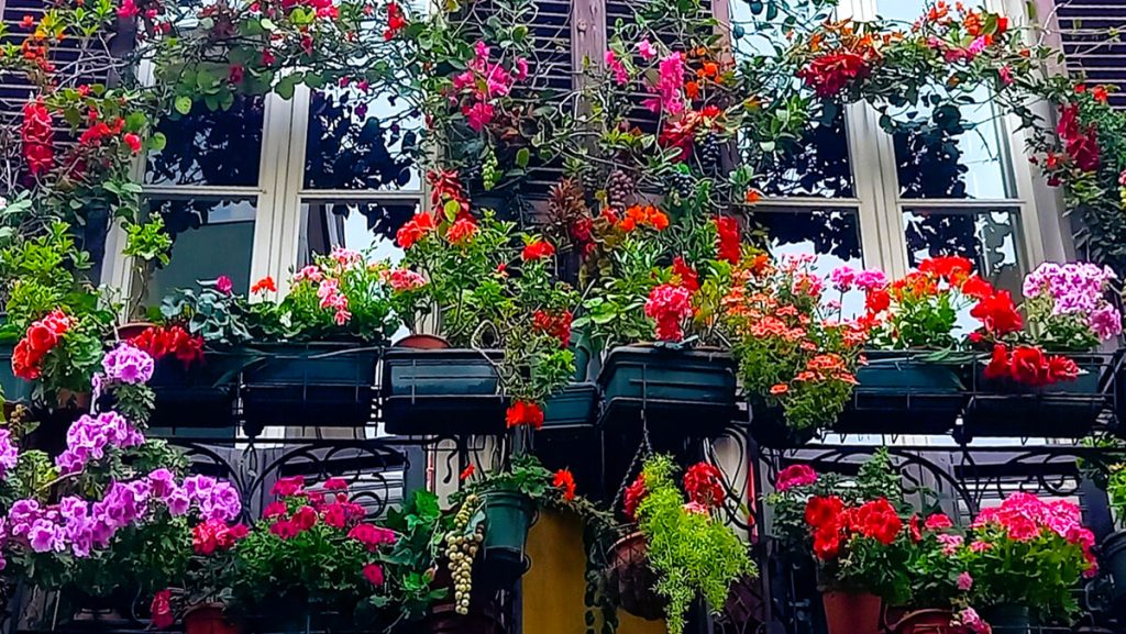 Per un bellissimo balcone fiorito: quali piante scegliere e dove trovarle