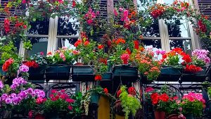 Per un bellissimo balcone fiorito: quali piante scegliere e dove trovarle