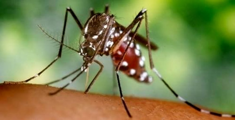 Un caso di Zika al San Bassiano: virus contratto all'estero, paziente in Rianimazione