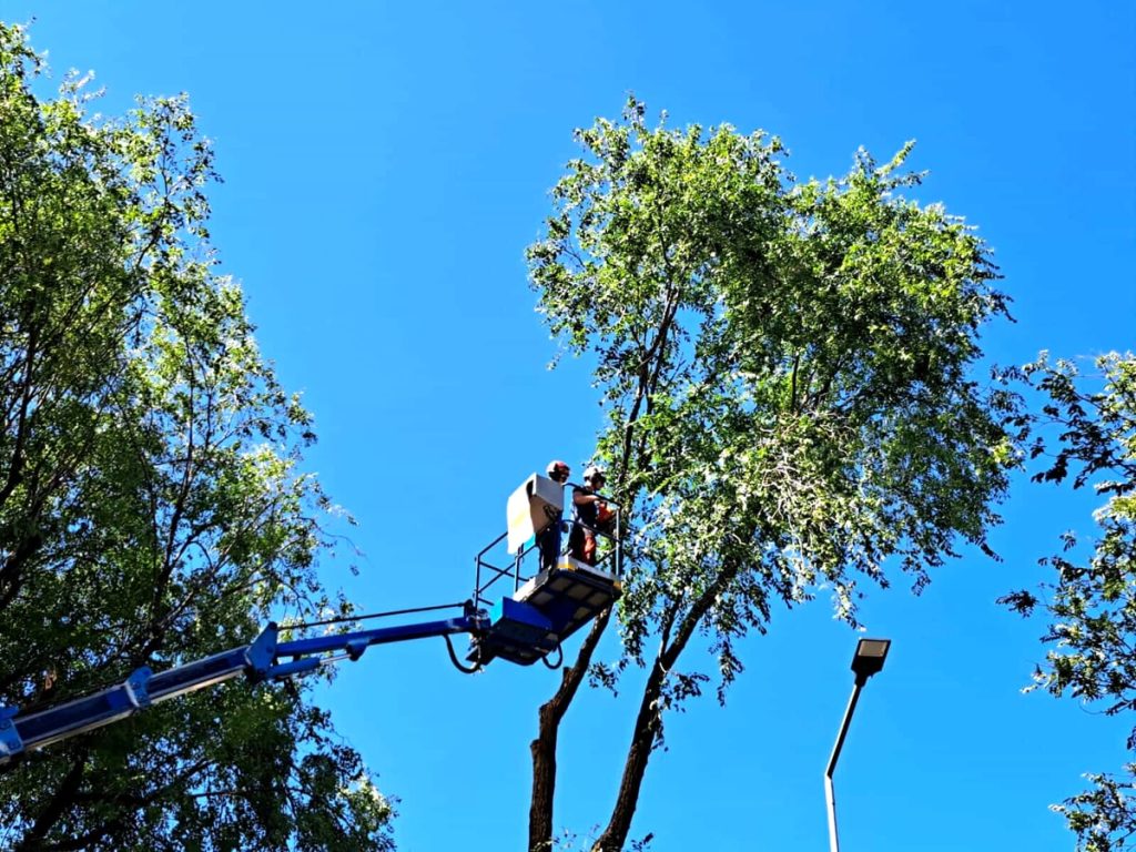 Alberi abbattuti dal maltempo, decine di interventi in città
