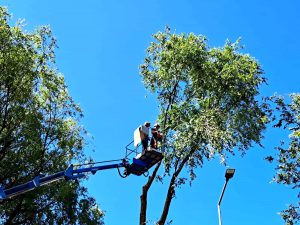 Alberi abbattuti dal maltempo, decine di interventi in città