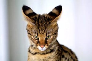 Ashera: origini, carattere e peculiarità del gatto più costoso al mondo