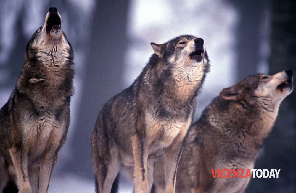 Lupi, Coldiretti: "Le predazioni nelle montagne vicentine continuano incessantemente"