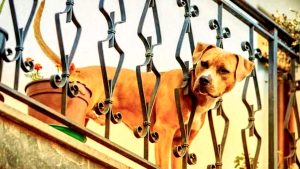 Animali domestici: le regole da rispettare in condominio