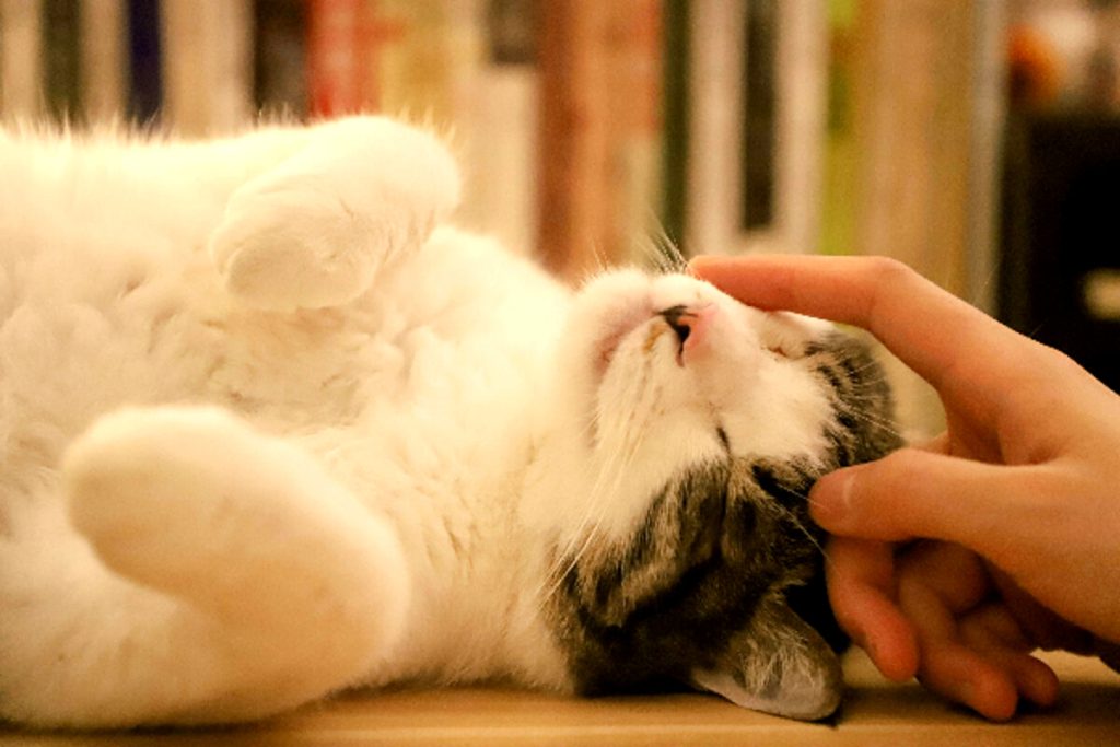 Quale tipo di persone preferiscono i gatti?