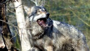 Lupi in Altopiano, Coldiretti: "La mattanza di bovini non si placa"