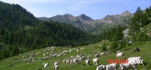 Cresce la preoccupazione per le predazioni dei lupi, mucca uccisa in pieno giorno a Gallio: l'undicesima vittima della settimana nel Vicentino