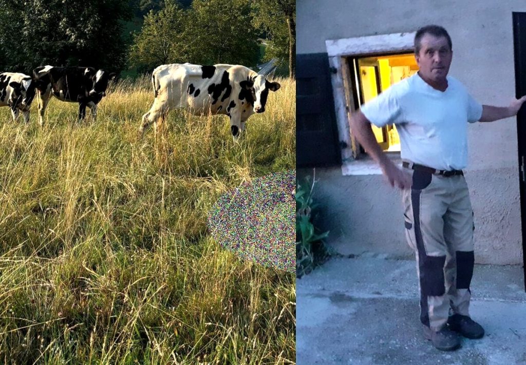 Tre predazioni in una settimana alla stessa malga di Conco, il malgaro torna a fare il muratore