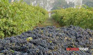 Vendemmia 2024, qualità buona ma non eccezionale: area berica minata dagli agenti atmosferici