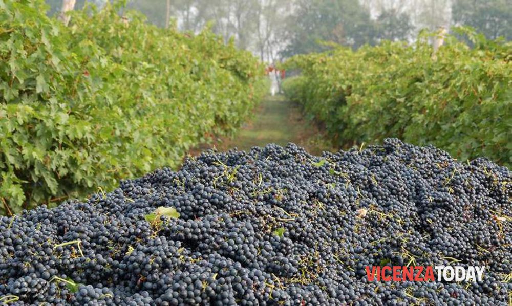 Vendemmia 2024, qualità buona ma non eccezionale: area berica minata dagli agenti atmosferici