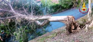 Albero si sradica, finisce su dei fili elettrici e poi in strada