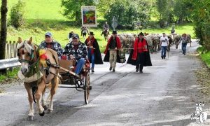 Scargar Malga a Gallio, la festa per il ritorno delle mucche in pianura