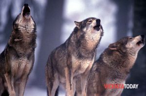 Lupi in aumento, cresce la preoccupazione tra gli allevatori: ancora predazioni di bovini