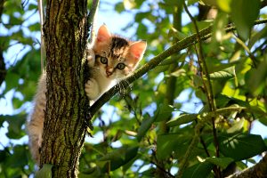 Cosa fare se si trova un gattino abbandonato?