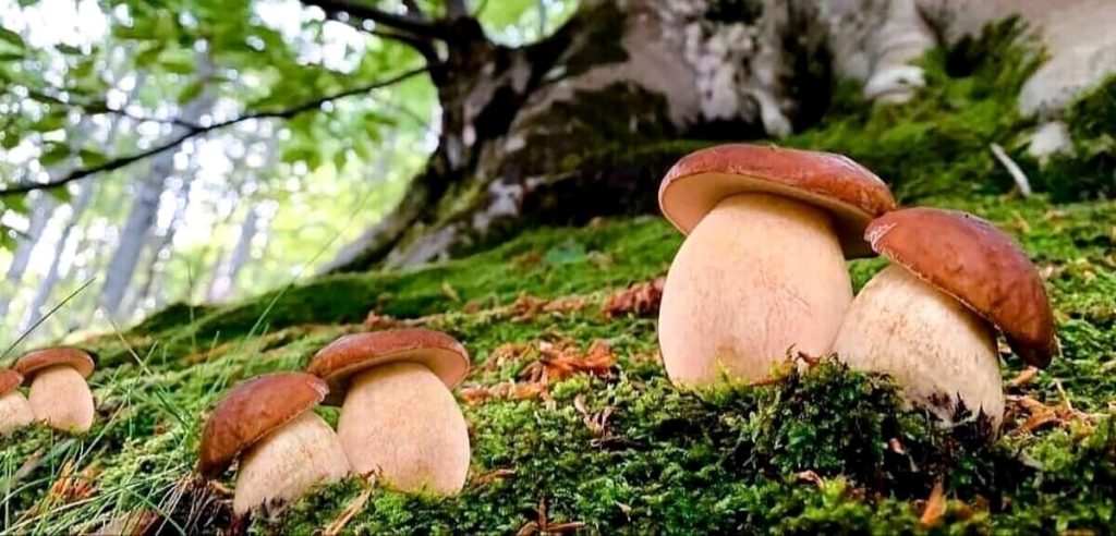 Sagra del Porcino a Tonezza, due giorni dedicati al re del bosco