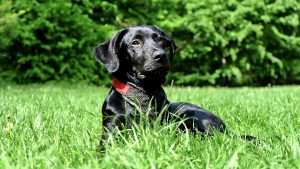 Zecche nei cani: cosa fare e come eliminarle in modo naturale