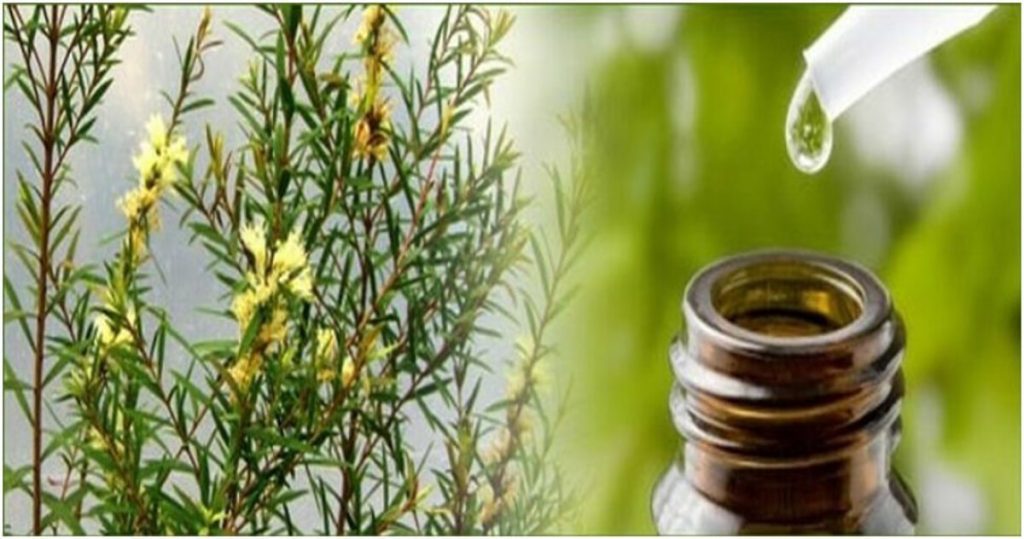 Tea Tree Oil: dall'Australia un olio miracoloso
