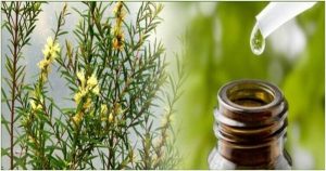 Tea Tree Oil: dall'Australia un olio miracoloso