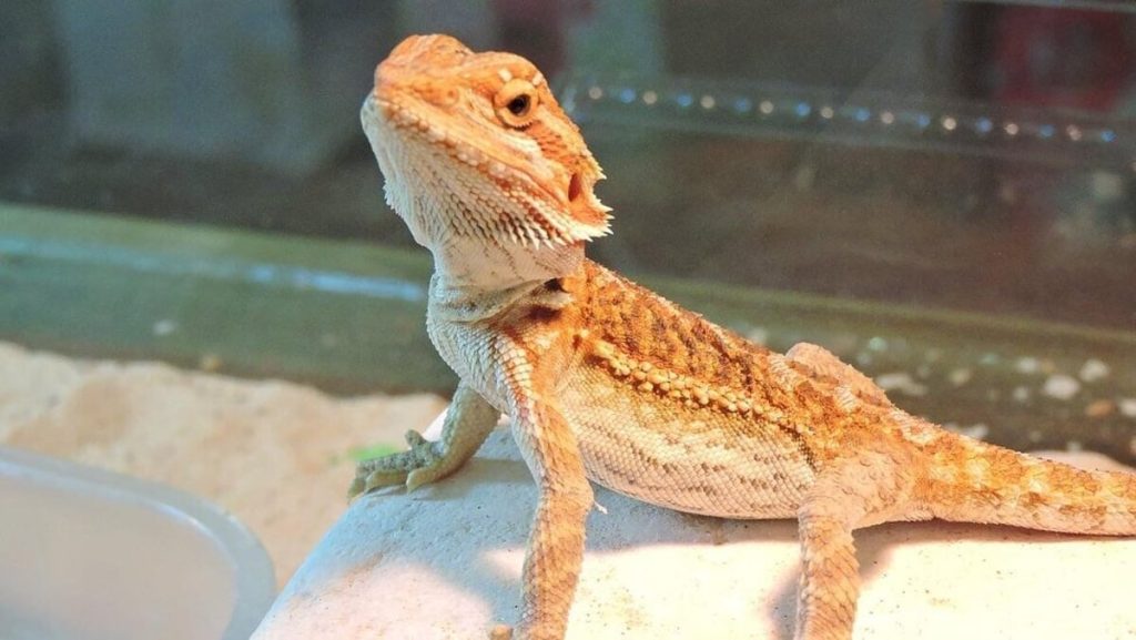 Esotika Pet Show: Fiera nazionale animali esotici e da compagnia a Vicenza