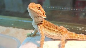 Esotika Pet Show: Fiera nazionale animali esotici e da compagnia a Vicenza