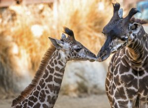 Animali e accoppiamento: perché ogni specie ha un periodo diverso