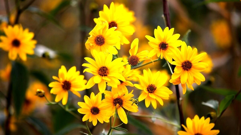 Le proprietà dell'Arnica: ecco quando e come usarla