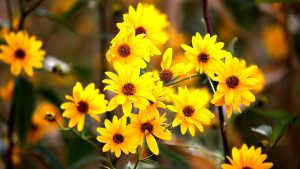 Le proprietà dell'Arnica: ecco quando e come usarla