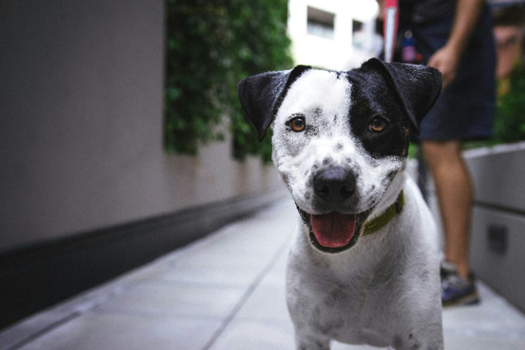 Come si sentono i cani dopo un soggiorno in pensione?